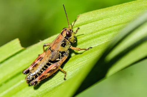 Argiacris amissuli