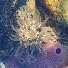 warty columned anemone thumbnail 4