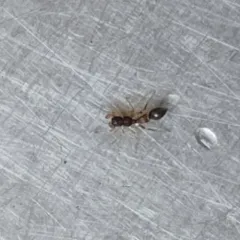 Slender Ant Mimicking Jumping Spider thumbnail 4