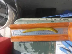 Chestnut Lamprey thumbnail 3