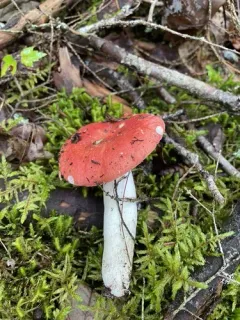 Russula pseudolepida thumbnail 2