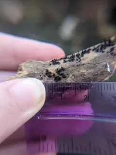 Peroneutypa scoparia thumbnail 2