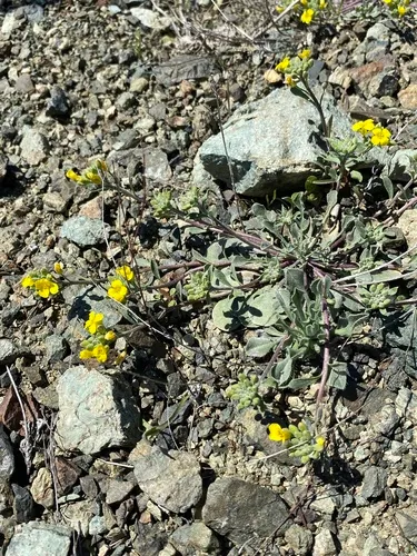 Oregon Twinpod