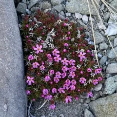 Mountain Douglasia thumbnail 2