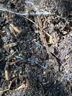 Nevada Acorn Ant thumbnail 2