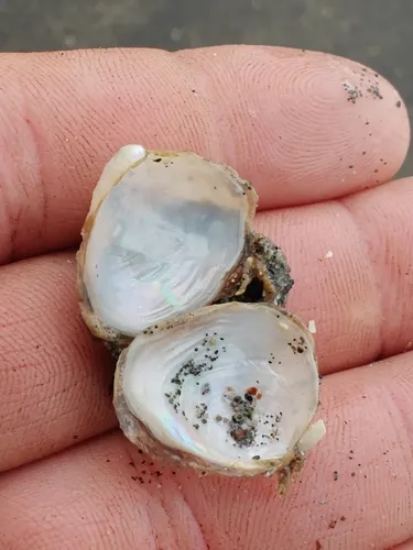 Bladderclam
