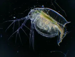 Daphnia ephemeralis thumbnail 2