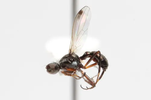 Sepsis neocynipsea