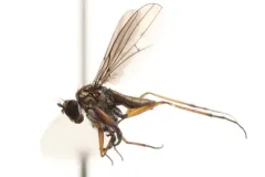 Campsicnemus philoctetes thumbnail 2