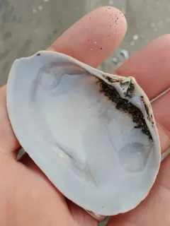 Hooked Surfclam thumbnail 3