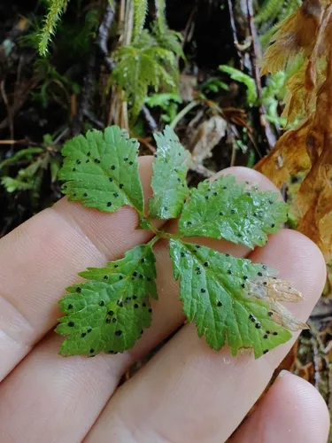 Coleroa chaetomium
