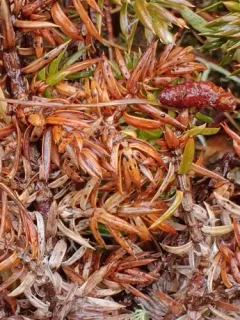 juniper split thumbnail 4