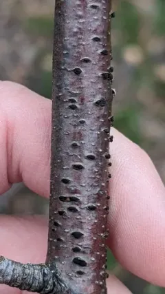 Coryneum betulinum thumbnail 2