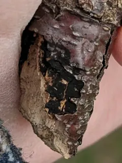 Prosthemium neobetulinum thumbnail 1