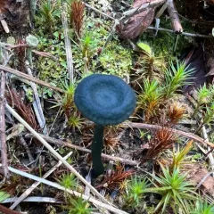 Verdigris Navel thumbnail 2