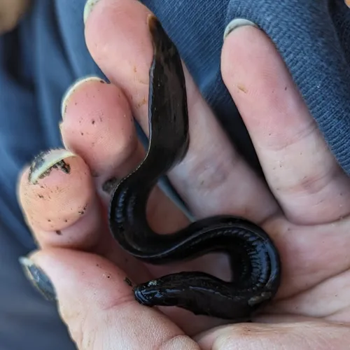Black Prickleback