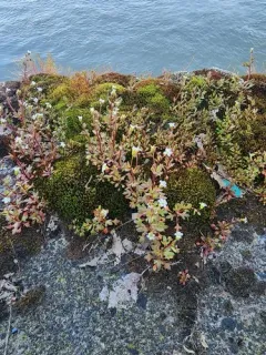 Rue-leaved Saxifrage thumbnail 4