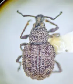 Otiorhynchus porcatus thumbnail 4
