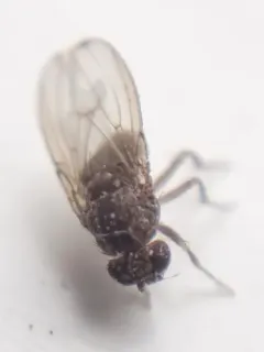 Hydei Fruit Fly thumbnail 2