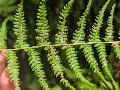 Stathmopoda aenea