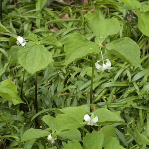drooping trillium