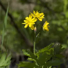 Greater celandine thumbnail 3