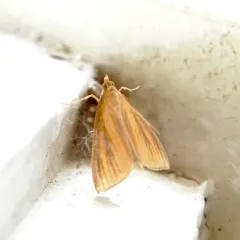 Streaked Orange Moth thumbnail 2