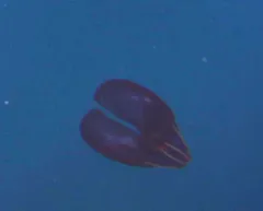 Bloodbelly Comb Jelly thumbnail 2
