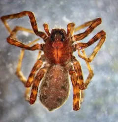 Pardosa uintana thumbnail 2