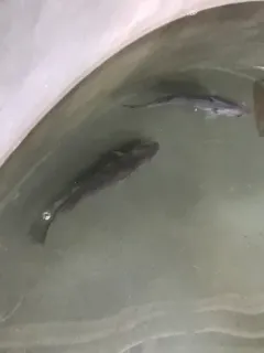 Haddock thumbnail 2