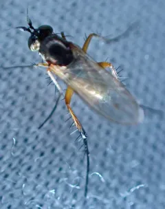 Dolichopus ramifer thumbnail 4