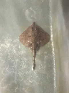 Thorny Skate thumbnail 2
