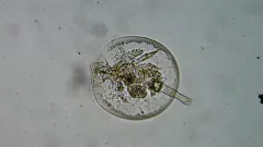 Testudinella patina thumbnail 4