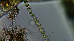 Radiofilum conjunctivum thumbnail 1