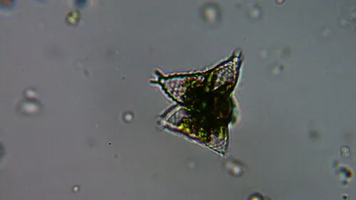 Staurastrum avicula