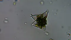 Staurastrum avicula thumbnail 1