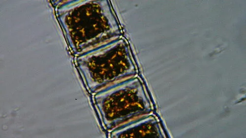Hyalotheca mucosa