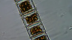 Hyalotheca mucosa thumbnail 1