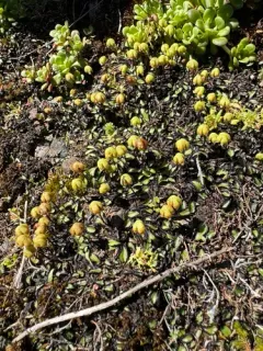 California asterella thumbnail 3