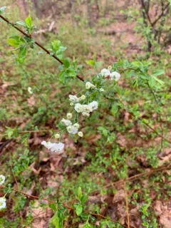 Bridal-wreath thumbnail 2