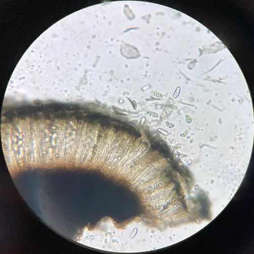 Rhizocarpon submodestum