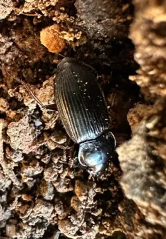 Poecilus corvus thumbnail 2