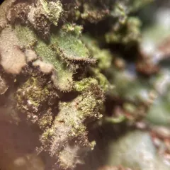 Hairy Shadow Lichen thumbnail 4