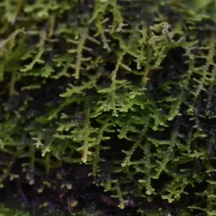 Creeping Fingerwort thumbnail 3