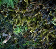 Golden Feather-moss thumbnail 3