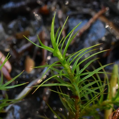Alpine Haircap Moss