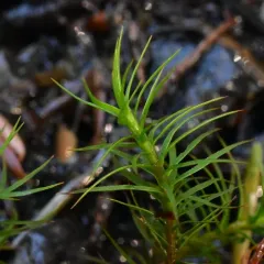 Alpine Haircap Moss thumbnail 1