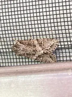 Egira cognata thumbnail 3