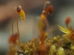 Bicoloured Bryum thumbnail 3