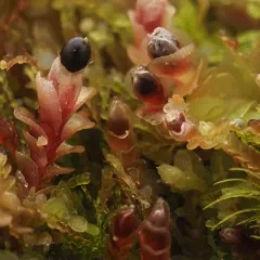 Red Flapwort thumbnail 4